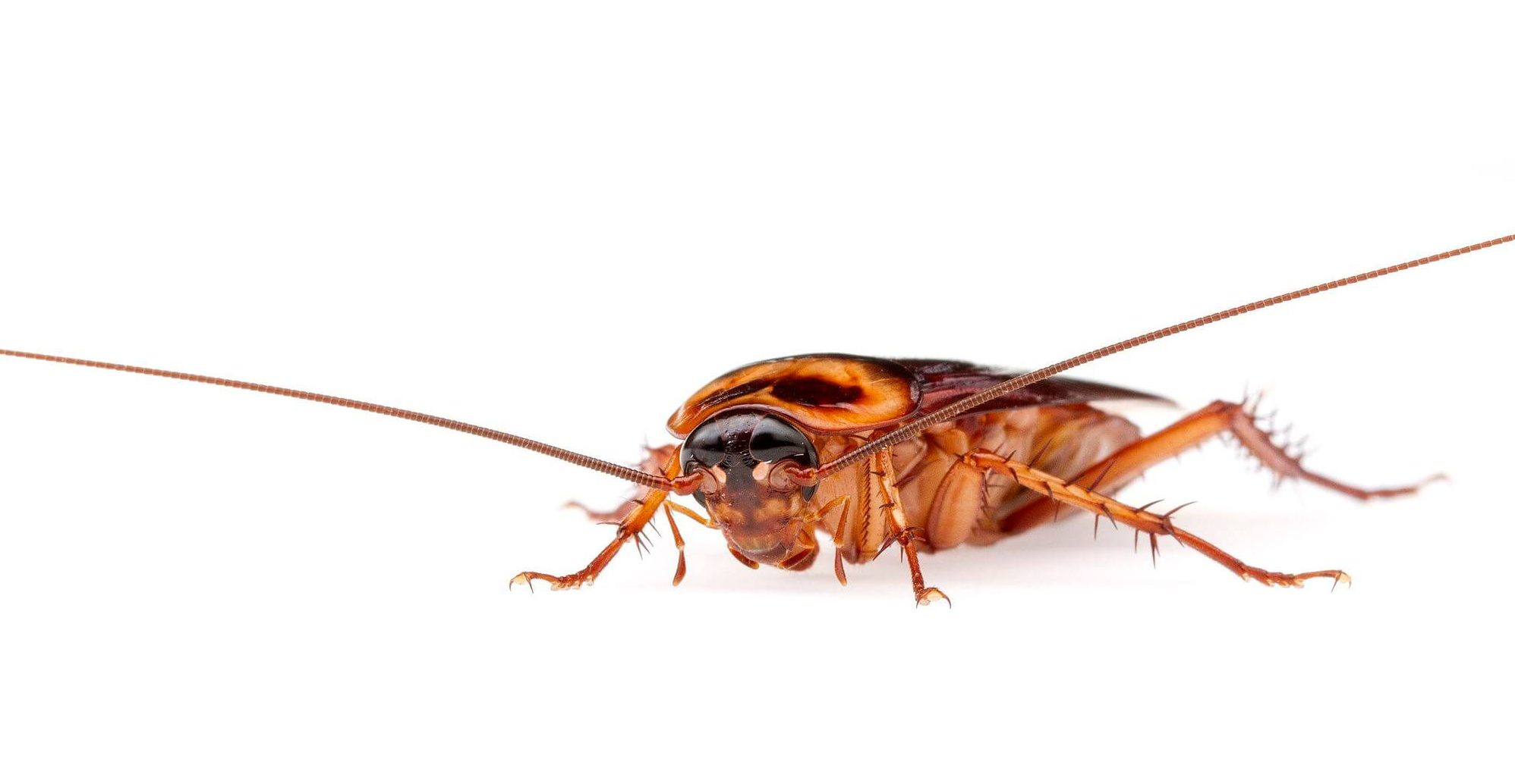 American Roach – Pests – Amazon Jack