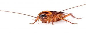 American Roach – Pests – Amazon Jack