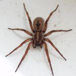 Infestación de Arañas – Amazon Jack