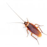 Infestación de Cucarachas – Amazon Jack