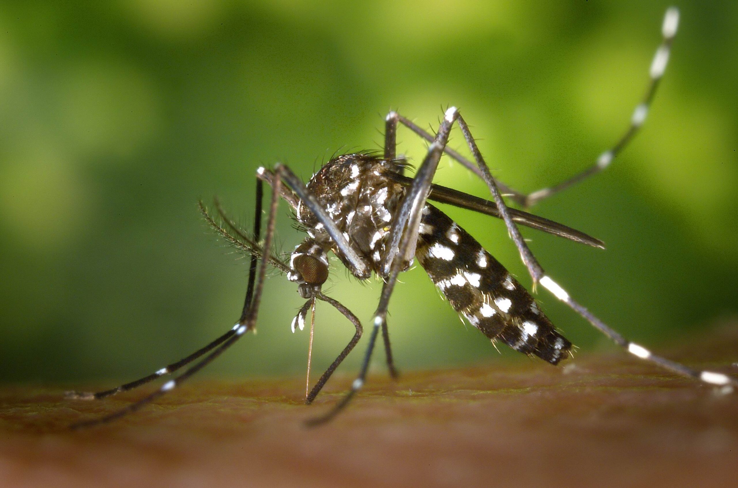 Mosquito Control – Amazon Jack